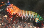 Crevette Mante ( Mantis Shrimp ) -- 01/05/12
